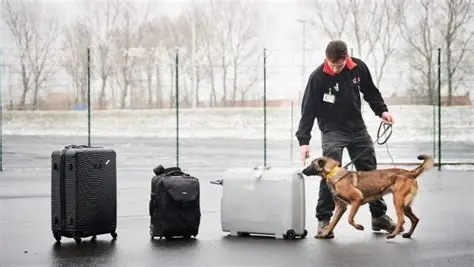 Cynophile détection d’explosifs